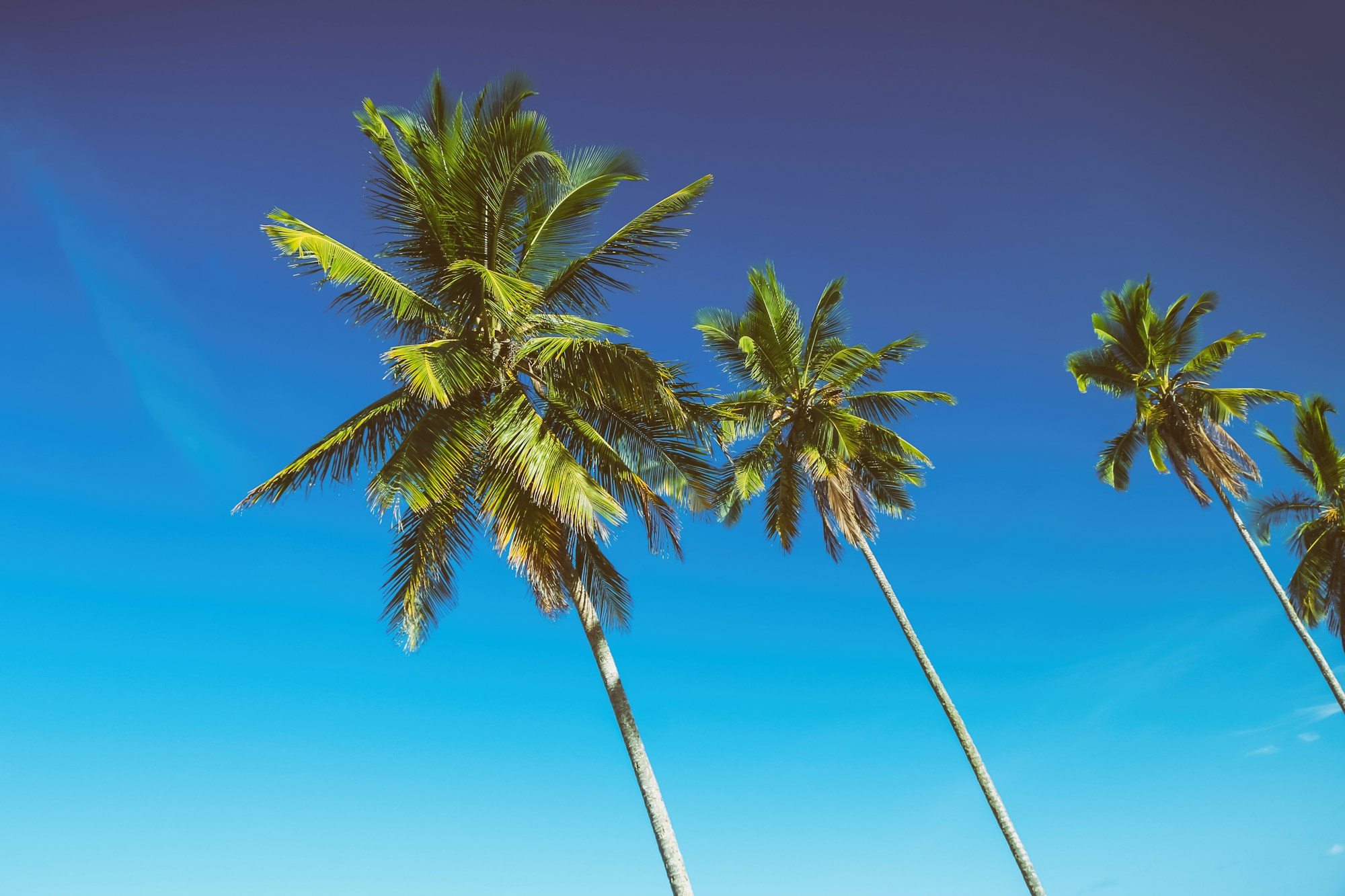 Coconut palms standing against a deep blue sky at Praia do Resende.